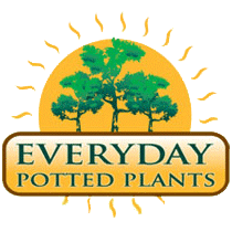 Everyday Potted Plants